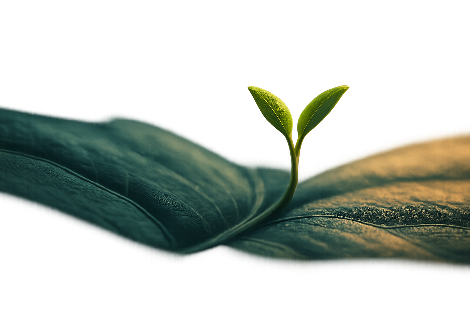 AI 搜索优化+博客自动化：低成本打造独立站内容引擎